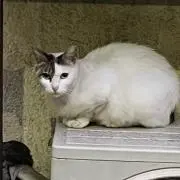 カメルーン代表の画像