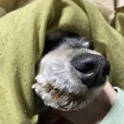 ローズマリー　プロフ読んで欲しいです。の画像