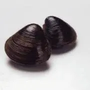 しじみの画像