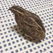 うずら☆の画像