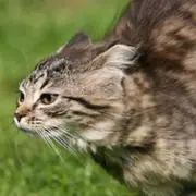 KENJIの画像