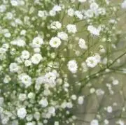 mamaの画像