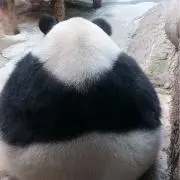 チ-ズの画像