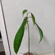 くるくるみーの画像