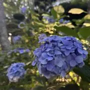 miyaの画像