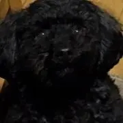 邪豚