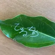 ぴるち