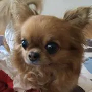 ココショコの画像