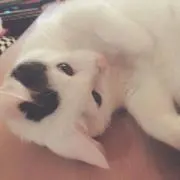 やすひな