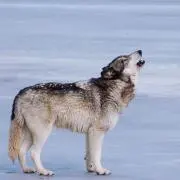 BCの画像