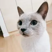 シャーの画像