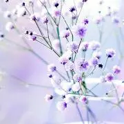 *秘密の花園*