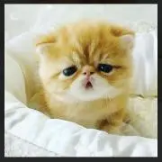 Neconecoyaの画像