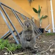 ひまわりの画像