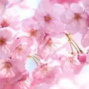 ももの画像