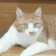 マリの画像