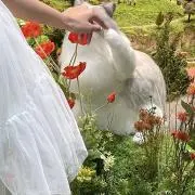 sysyꕤプロフ必読の画像
