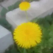 麦