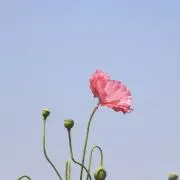 Rの画像
