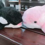 ともちんの画像