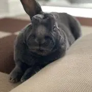 うーちゃんの画像