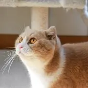りゅやぼん