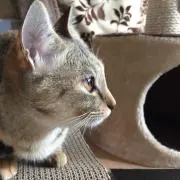 poriporimiporinの画像