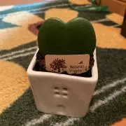 ひまわりの画像