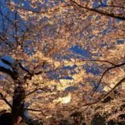 かしまの画像