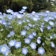 flower19の画像