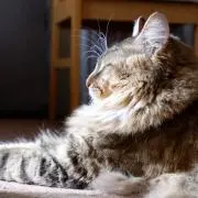 わっちゃんの画像