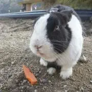 つんの画像