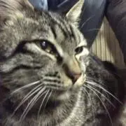 kurogomaの画像
