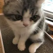 しん