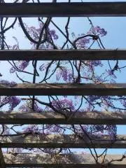 Annappelの画像