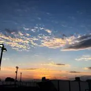 たぬきの画像