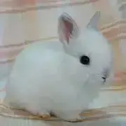 すももの画像