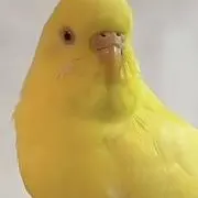 rylagiの画像