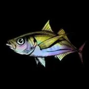 horse mackerel