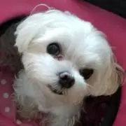まるちる