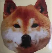 さくらちゃんの画像