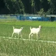 tofuyasanの画像