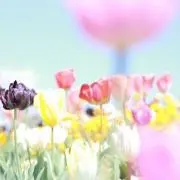 り こ★の画像