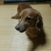 コマサの画像