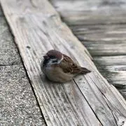 chaaaki