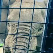 ごっち