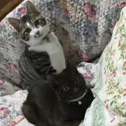 ぱにゃの画像
