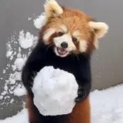 Renの画像