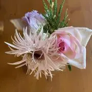 TABOCHIMIの画像