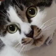 はなねこ